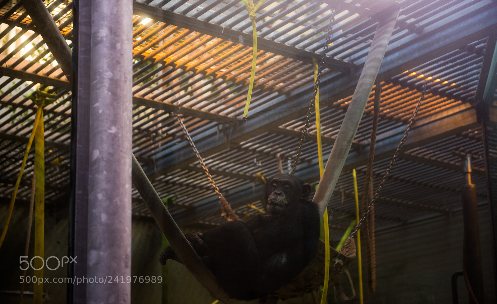 Nikon D810 sample photo. Zoo photography