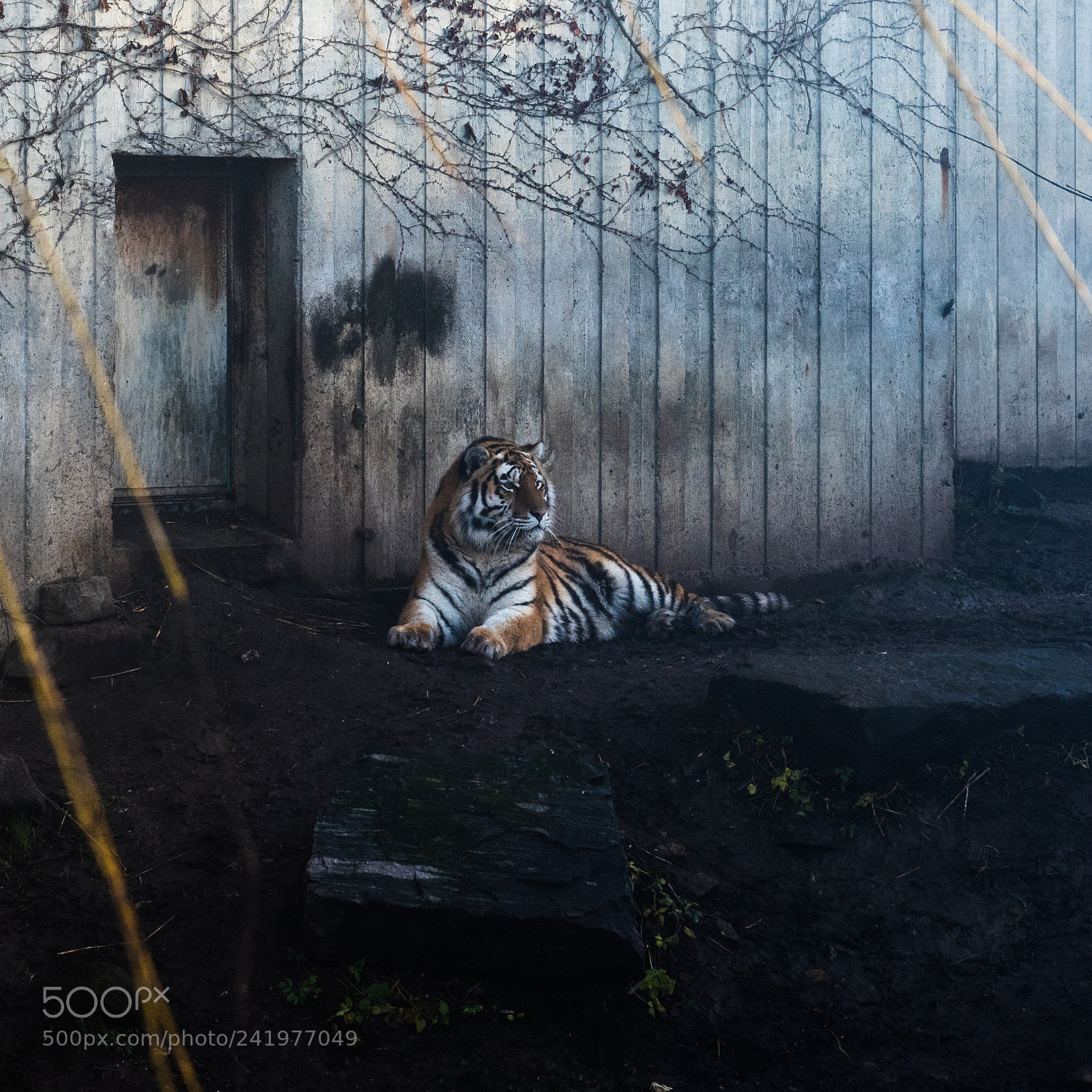 Nikon D810 sample photo. Zoo photography