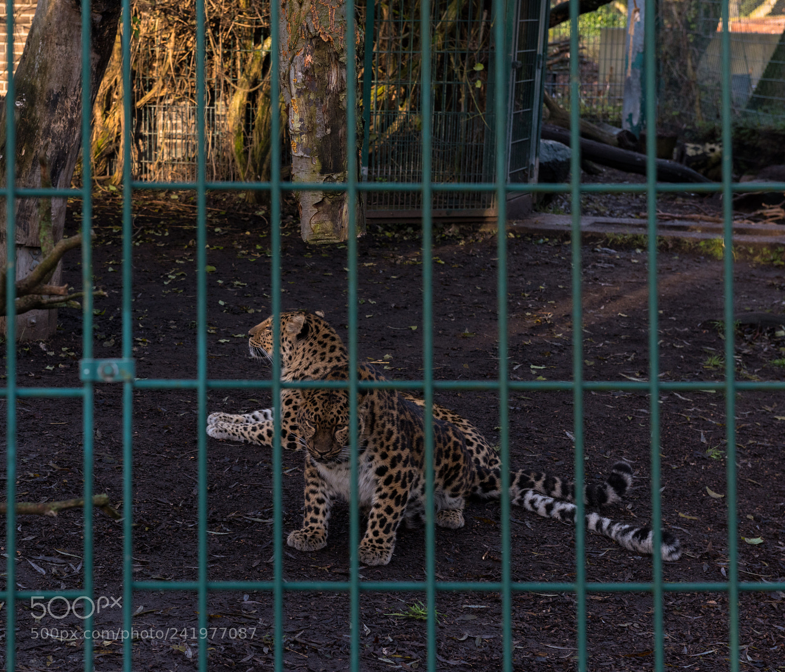 Nikon D810 sample photo. Zoo photography