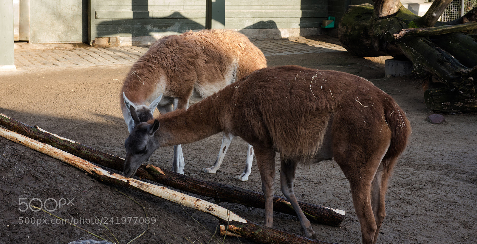 Nikon D810 sample photo. Zoo photography
