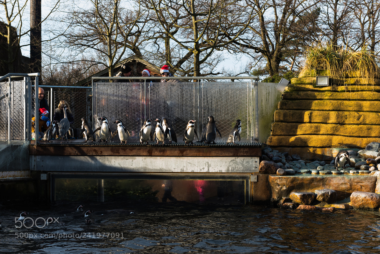 Nikon D810 sample photo. Zoo photography