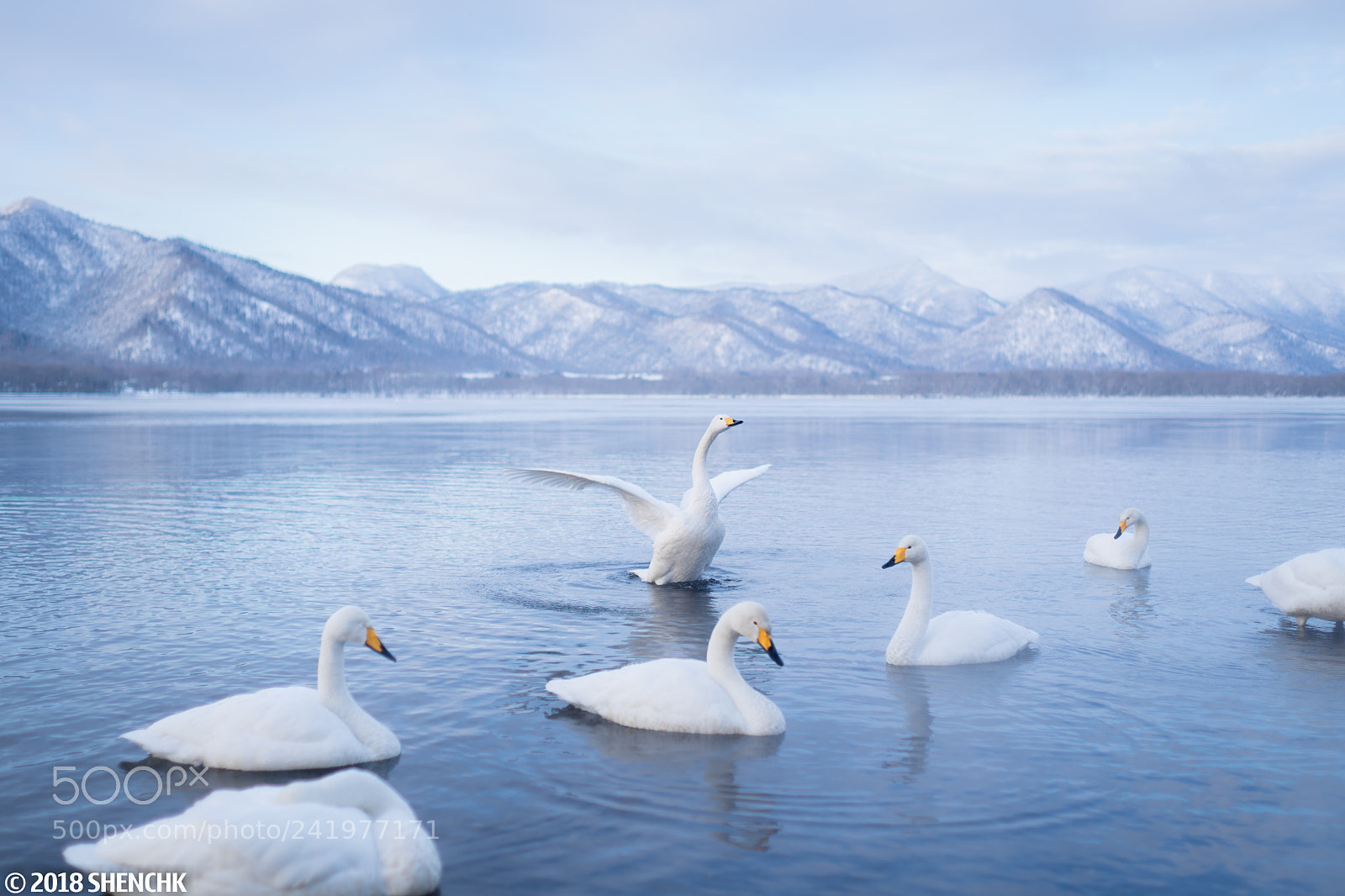 Sony a99 II sample photo. Swans at lake kussharo photography
