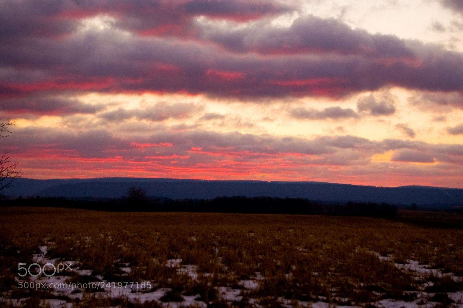 Nikon D50 sample photo. Morning pink photography
