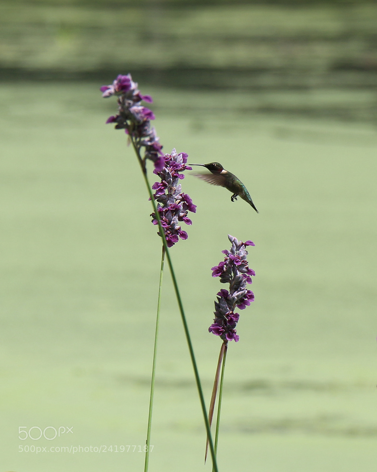 Canon EOS 700D (EOS Rebel T5i / EOS Kiss X7i) sample photo. Hummingbird photography