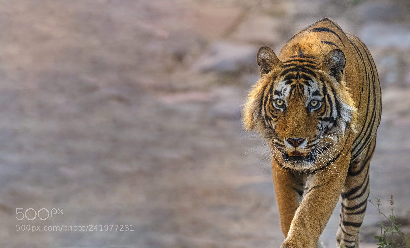 Nikon D500 sample photo. T-57-singhsth photography