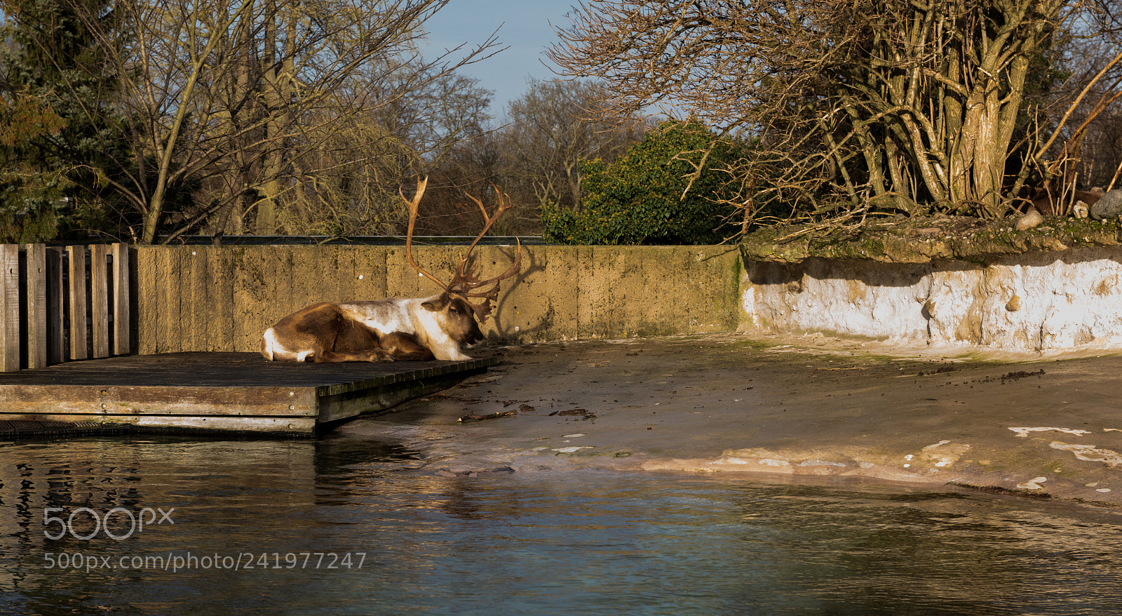 Nikon D810 sample photo. Zoo photography