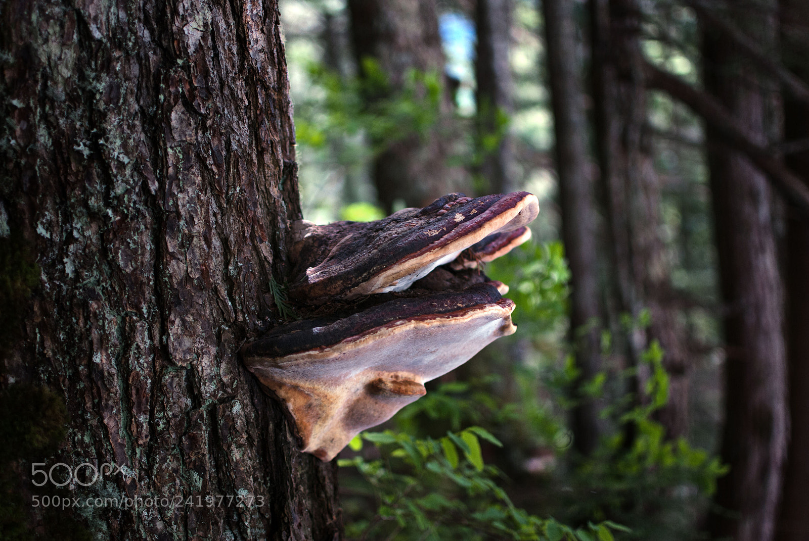Nikon D60 sample photo. Mushrooms photography