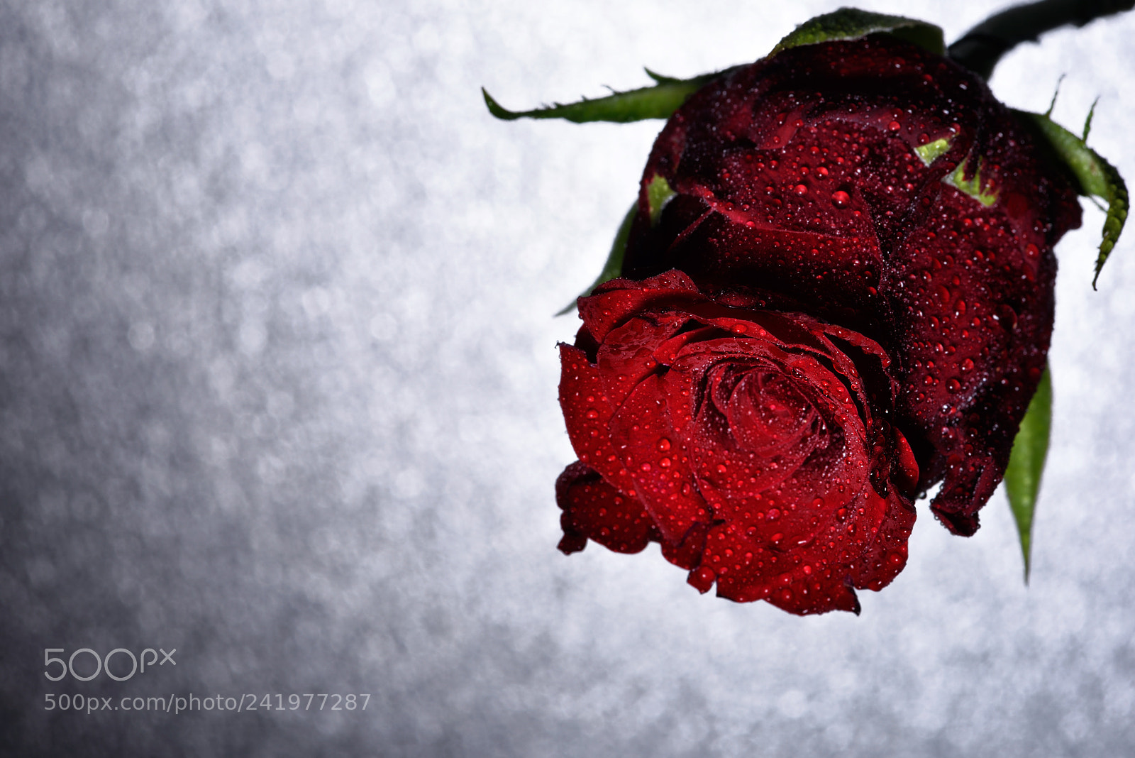 Nikon D810 sample photo. Lovely still life cxxxii photography