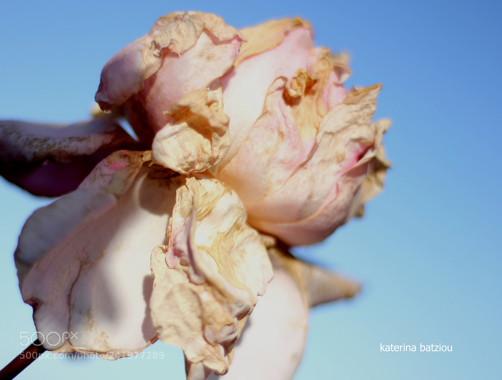 Canon EOS 550D (EOS Rebel T2i / EOS Kiss X4) sample photo. Timerose photography