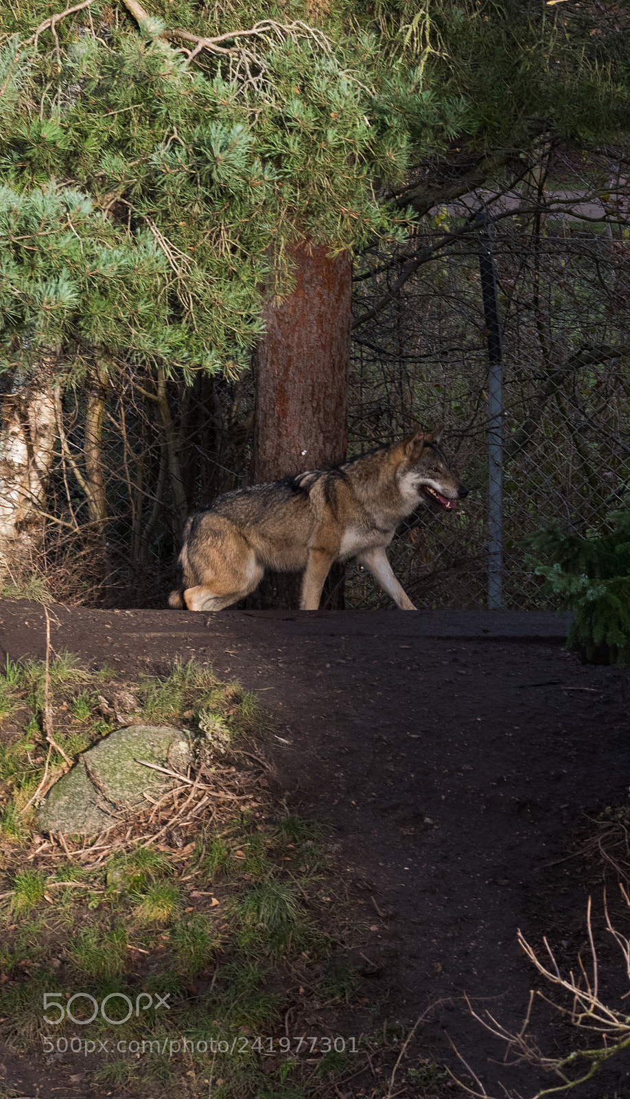 Nikon D810 sample photo. Zoo photography