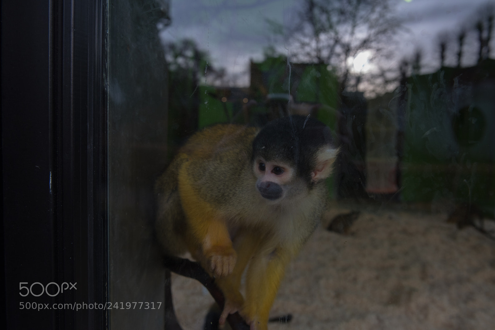 Nikon D810 sample photo. Zoo photography