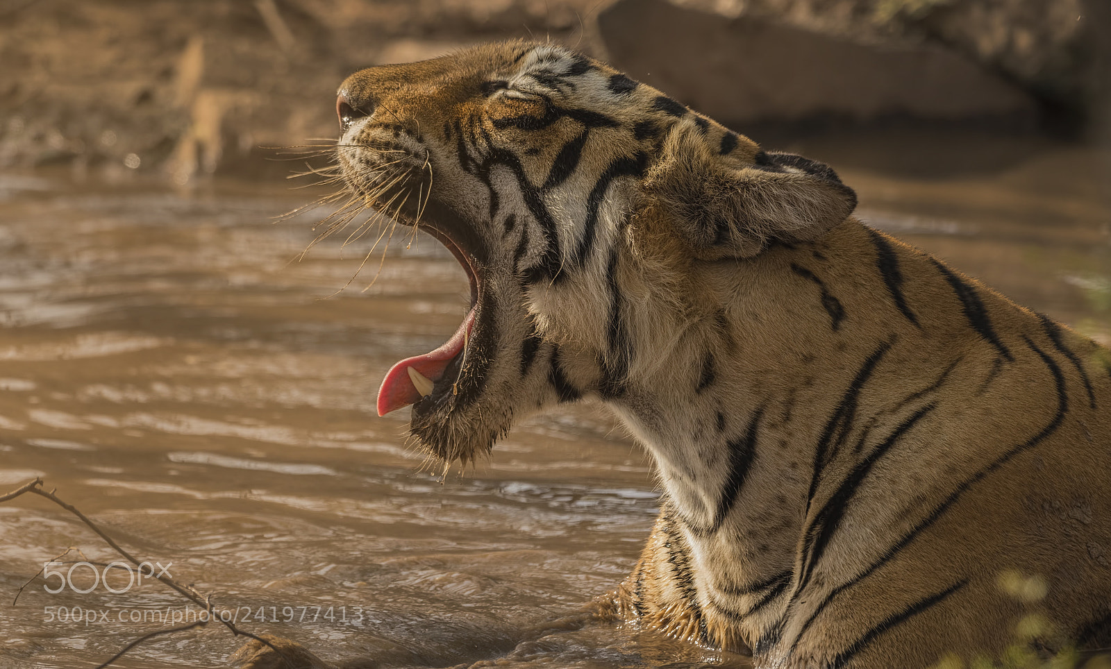 Nikon D500 sample photo. T-84-arrowhead photography