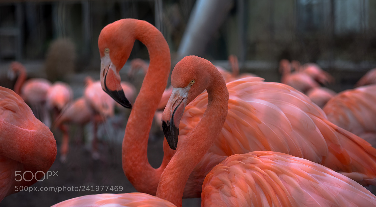 Nikon D810 sample photo. Zoo photography