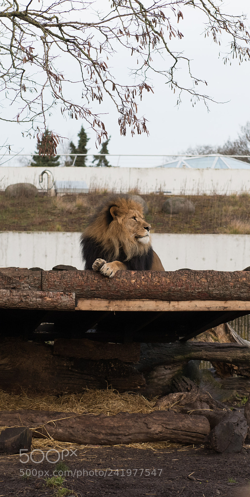Nikon D810 sample photo. Zoo photography