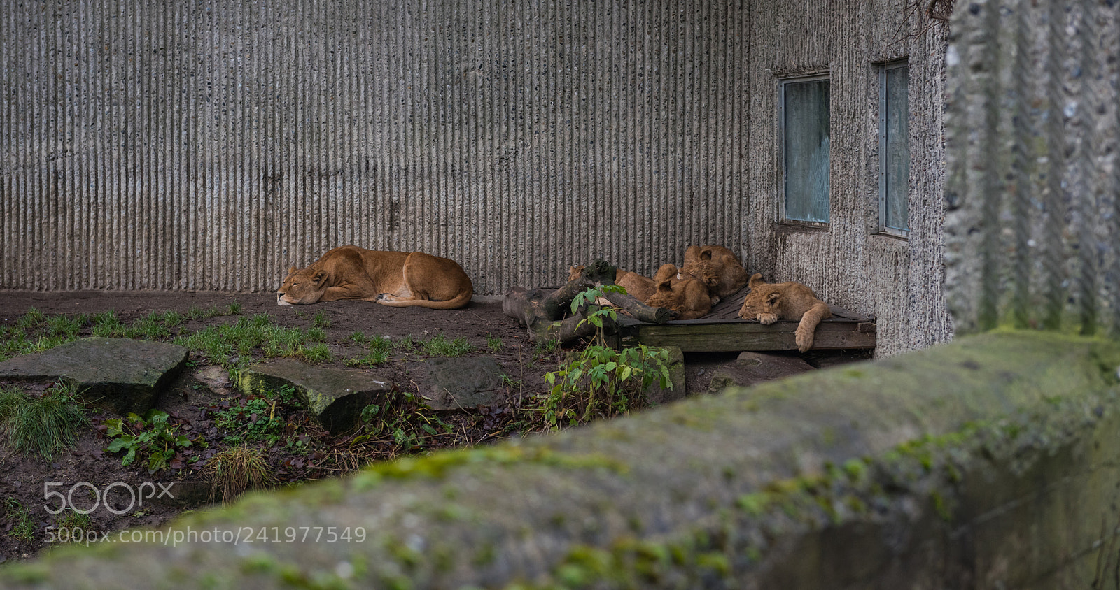 Nikon D810 sample photo. Zoo photography