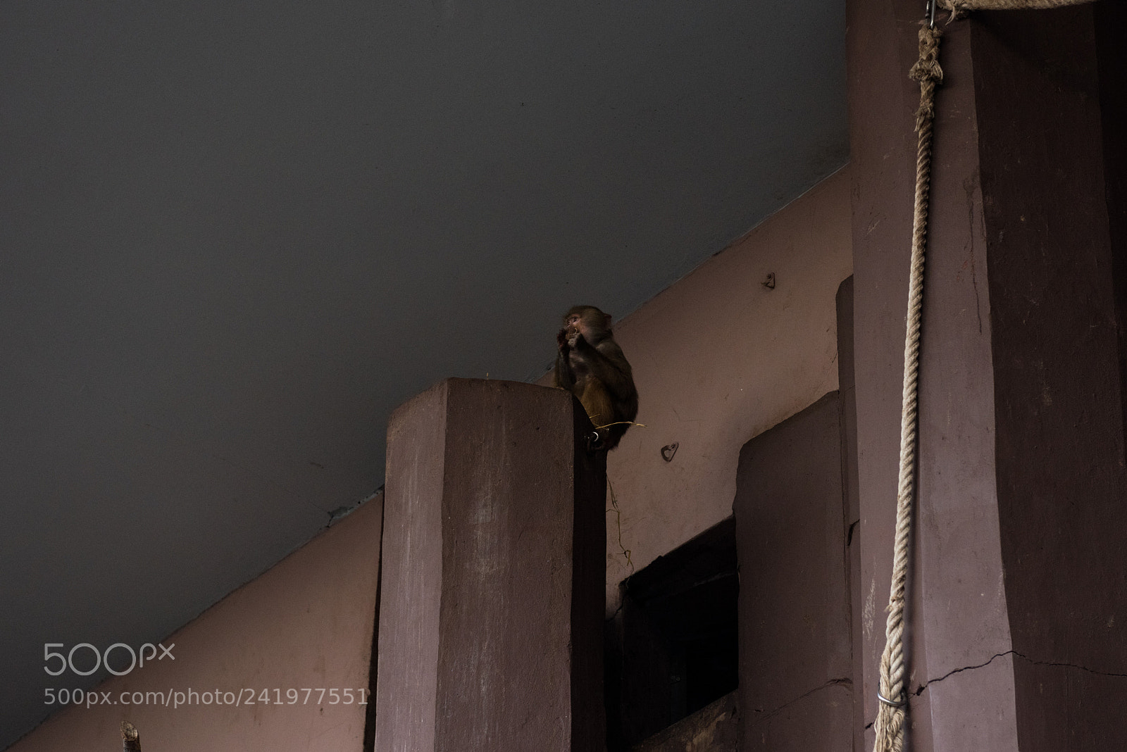 Nikon D810 sample photo. Zoo photography
