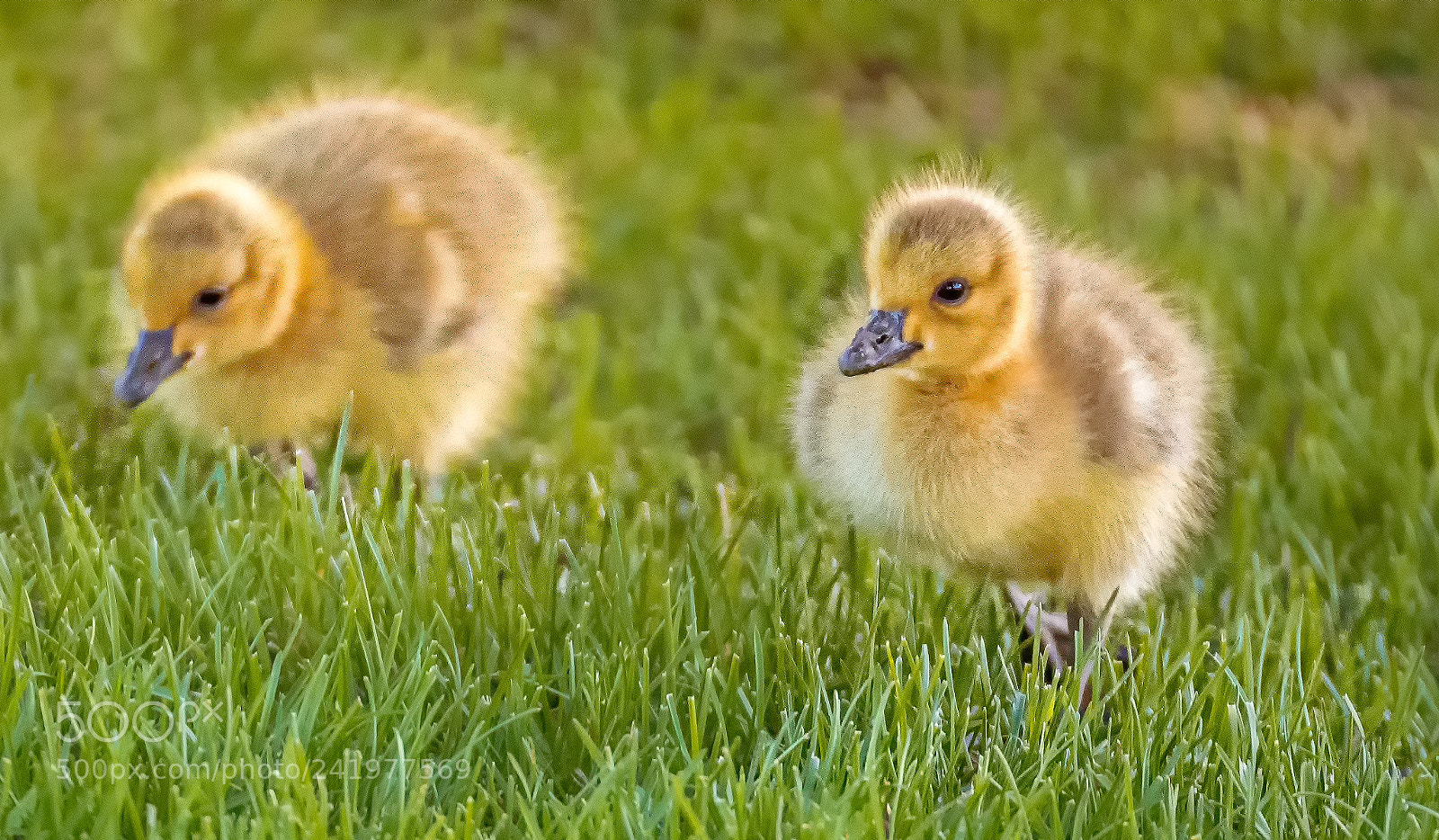 Olympus OM-D E-M1 sample photo. Walking in the grass photography