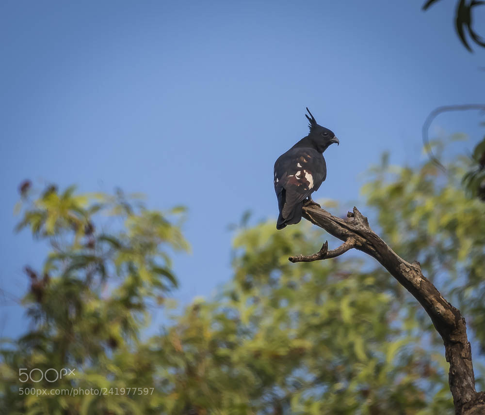 Nikon D850 sample photo. Bird of prey photography