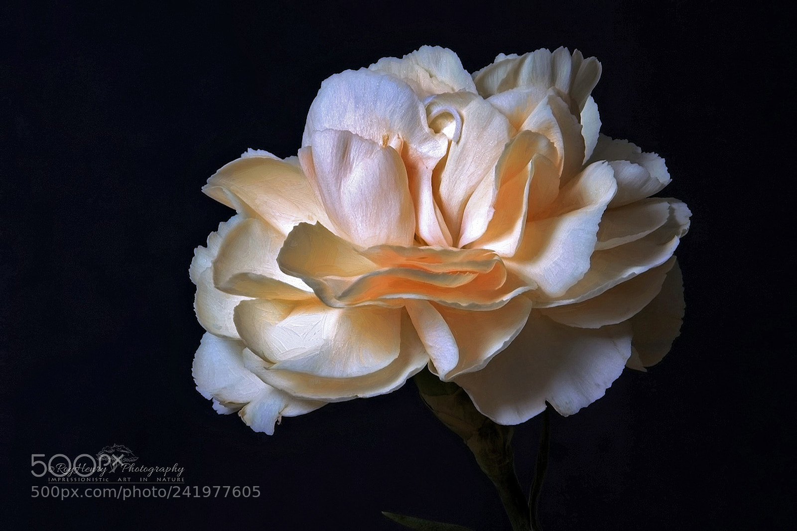 Canon EOS-1D Mark III sample photo. Carnation photography