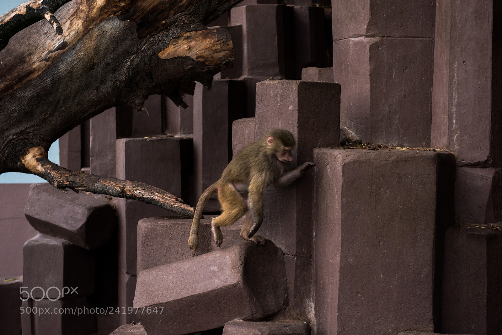 Nikon D810 sample photo. Zoo photography