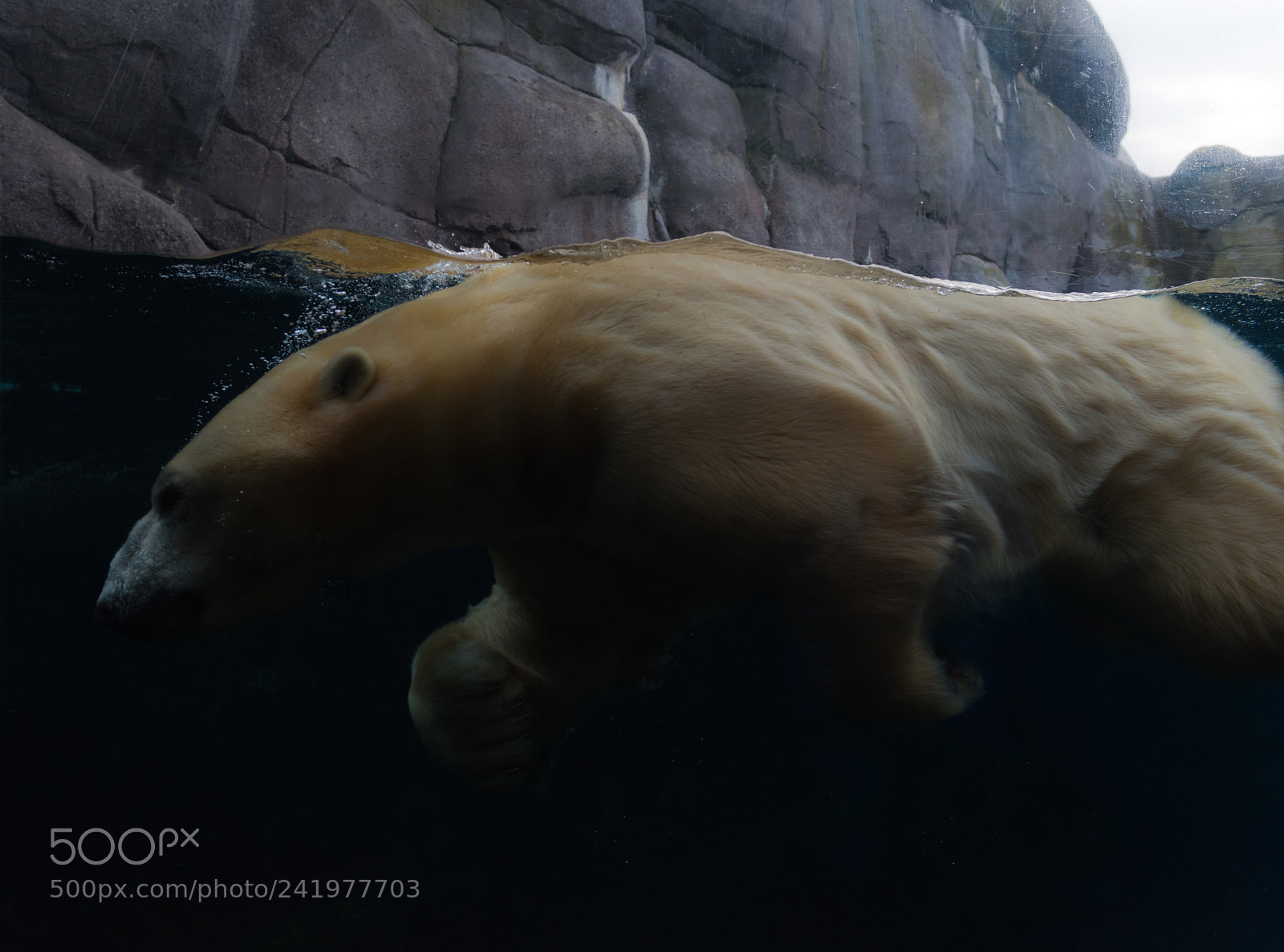 Nikon D810 sample photo. Zoo photography