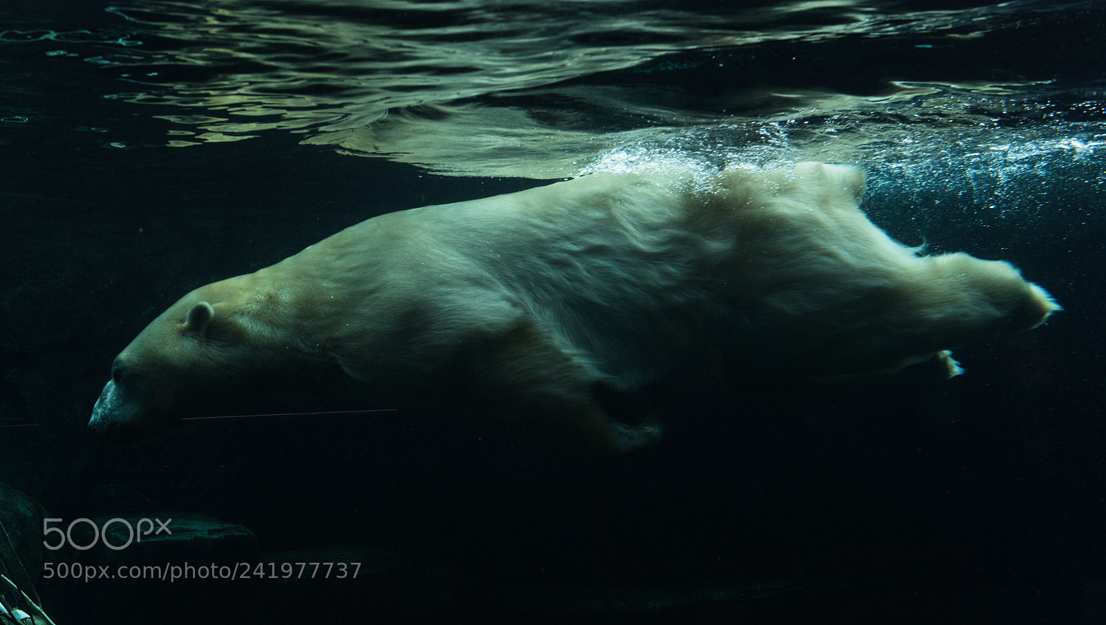 Nikon D810 sample photo. Zoo photography