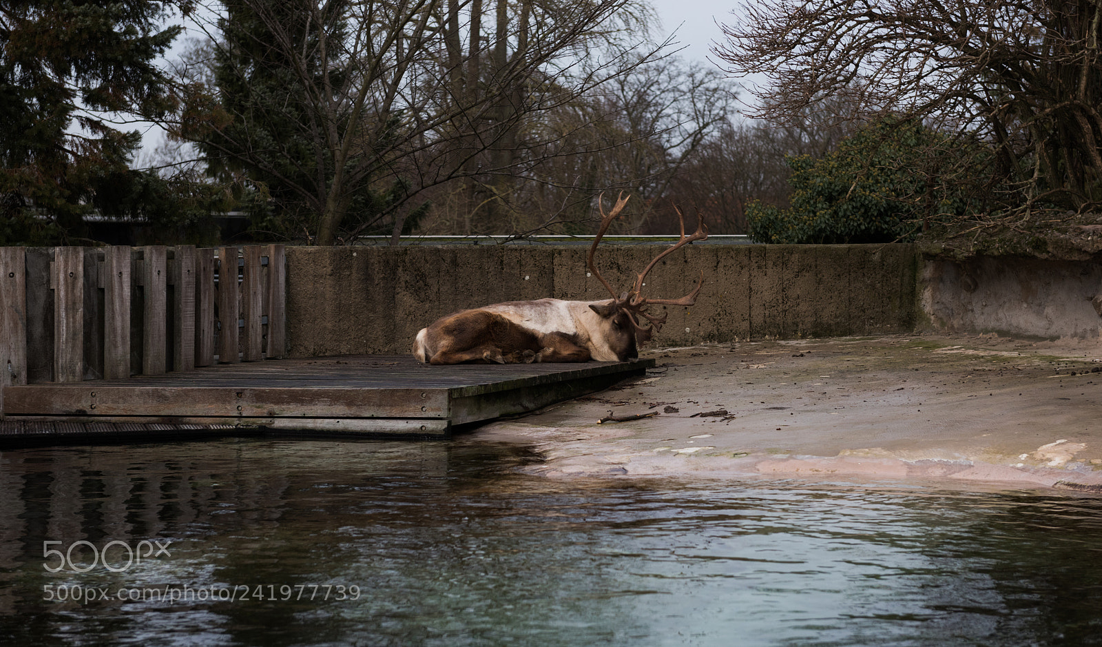 Nikon D810 sample photo. Zoo photography