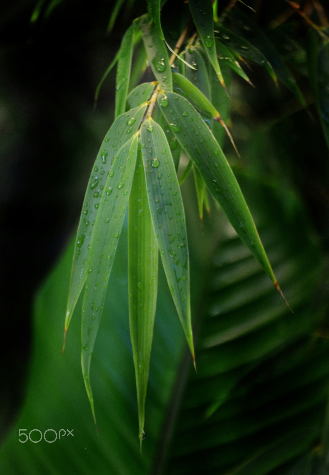 Nikon D3000 sample photo. Bamboo and banana foilage photography