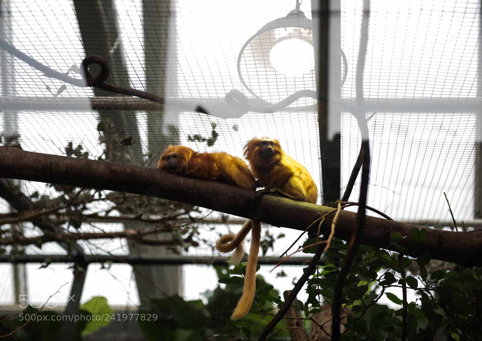 Nikon D810 sample photo. Zoo photography