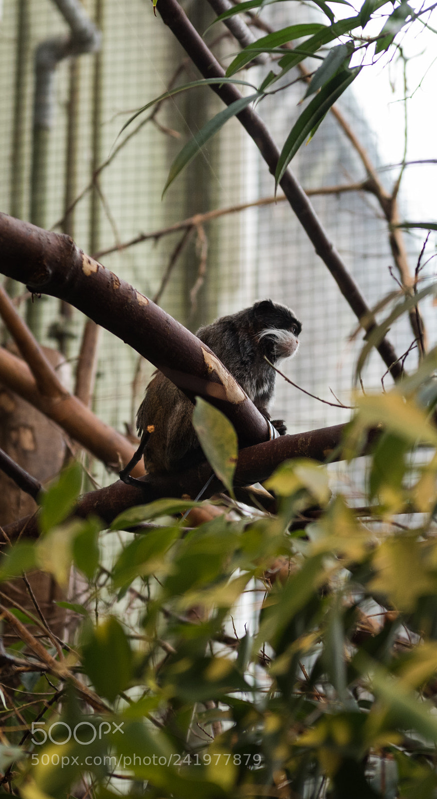 Nikon D810 sample photo. Zoo photography