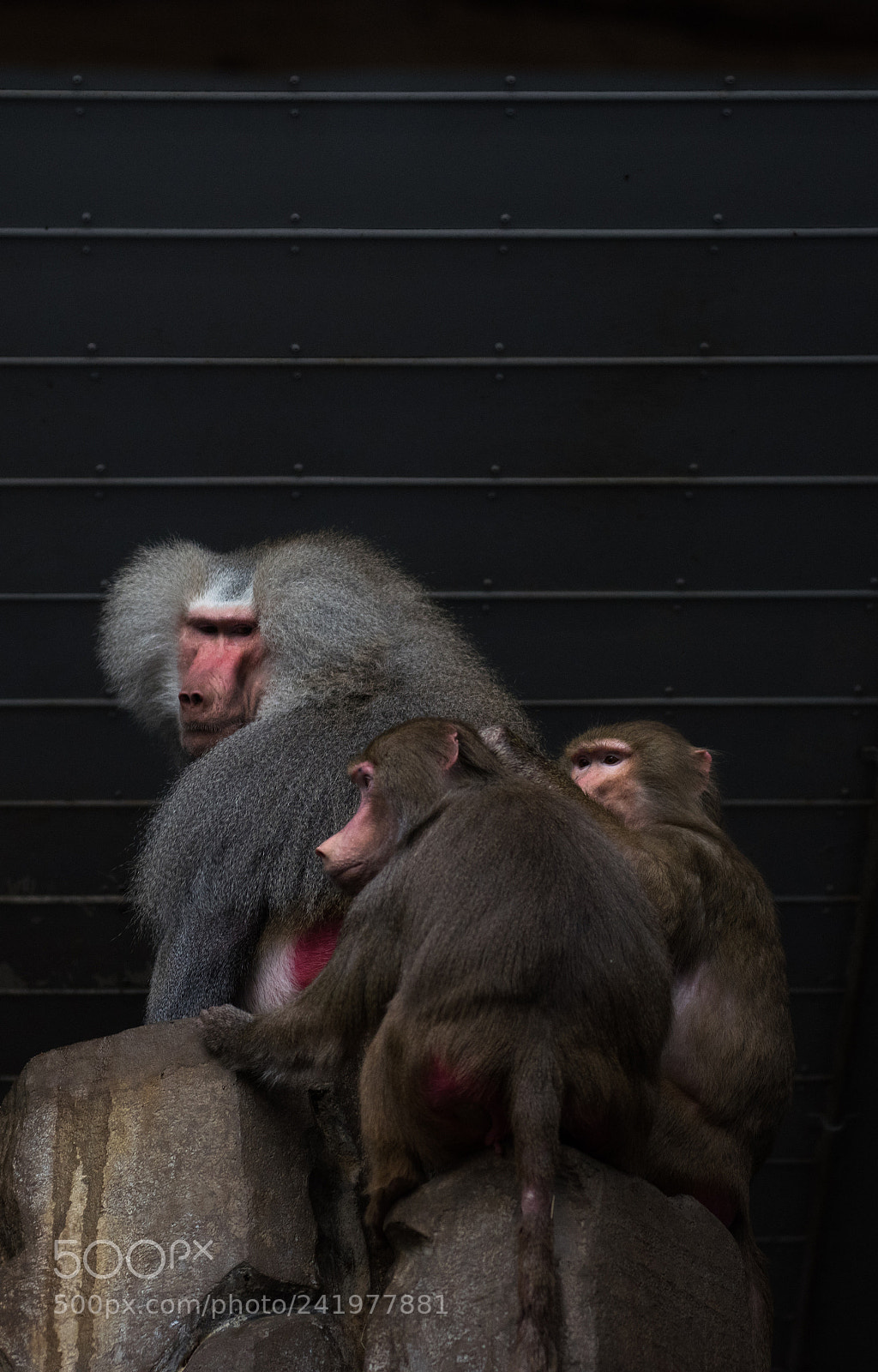Nikon D810 sample photo. Zoo photography