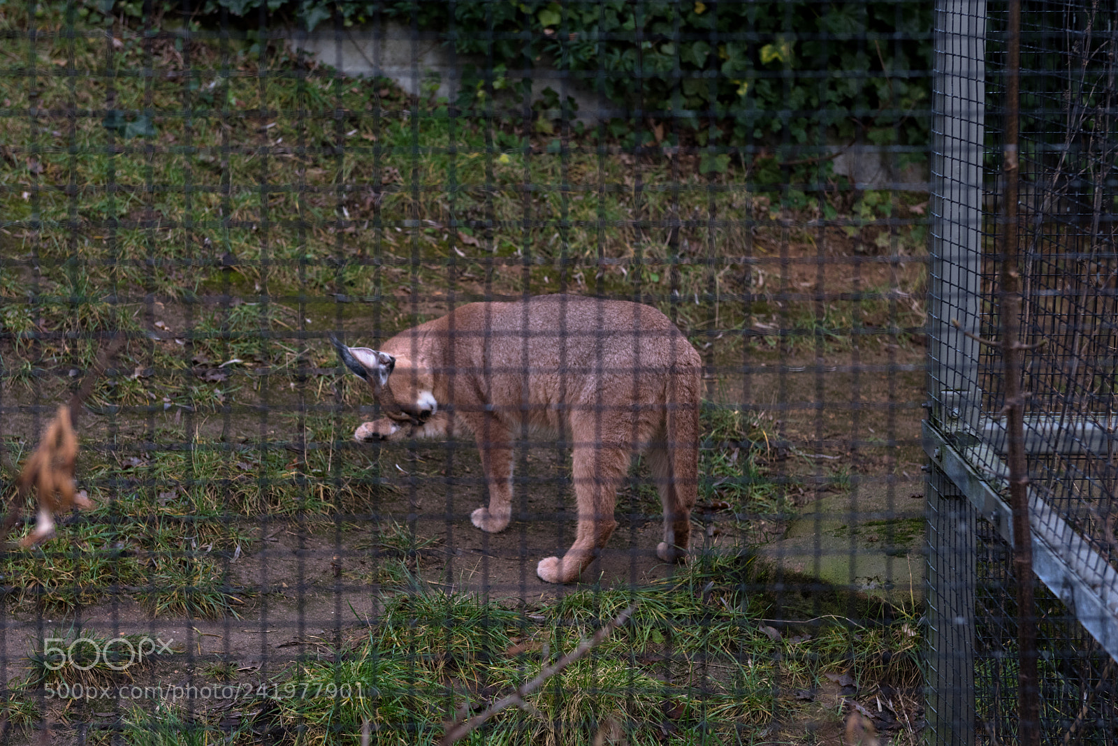 Nikon D810 sample photo. Zoo photography