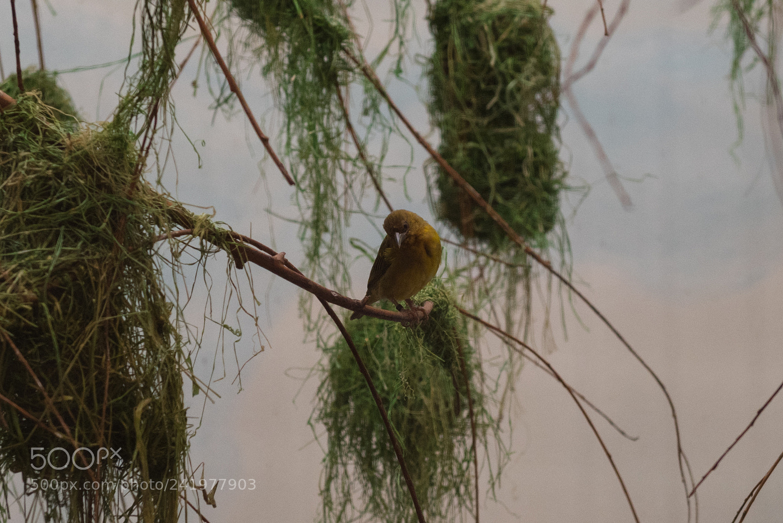 Nikon D810 sample photo. Zoo photography