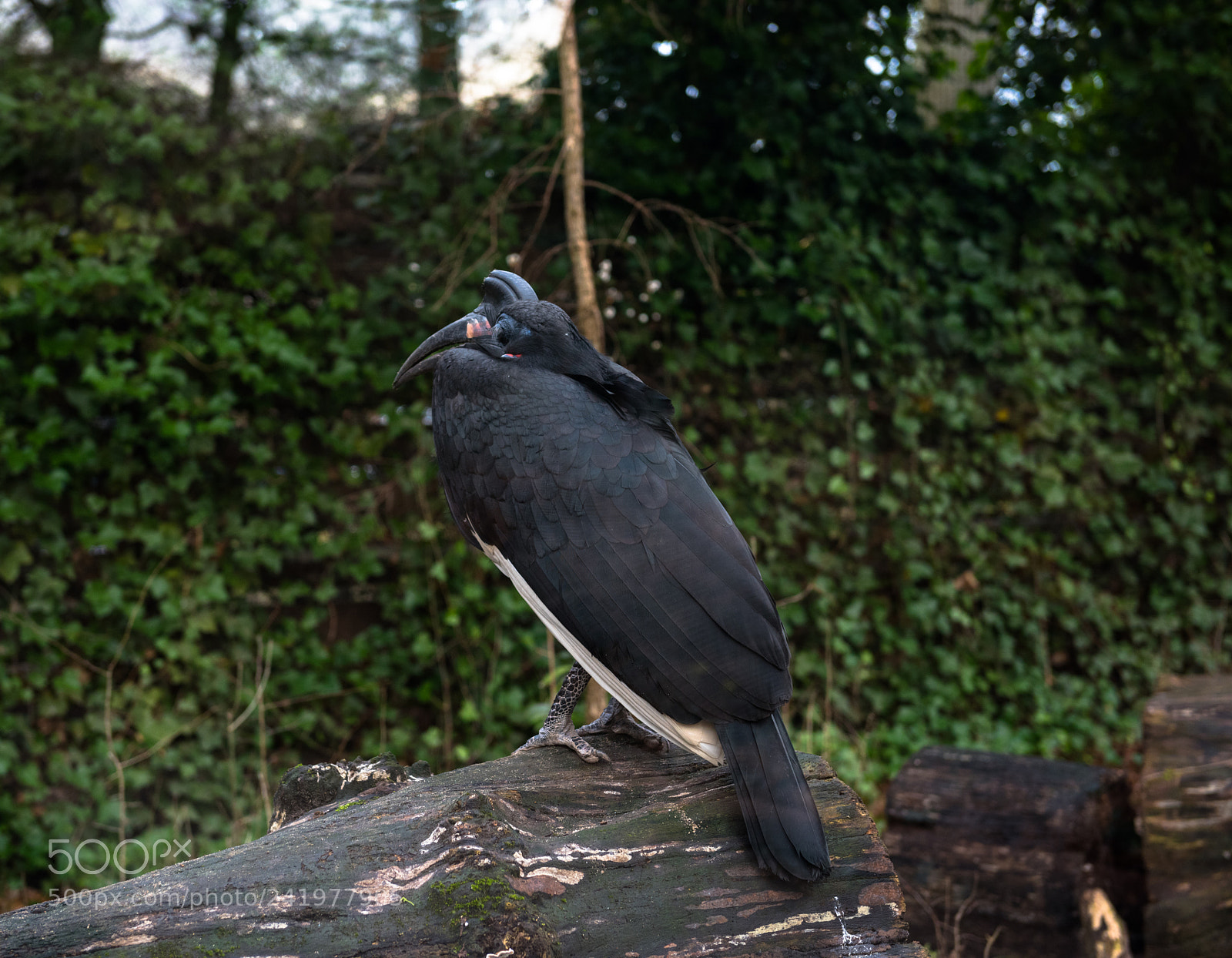 Nikon D810 sample photo. Zoo photography