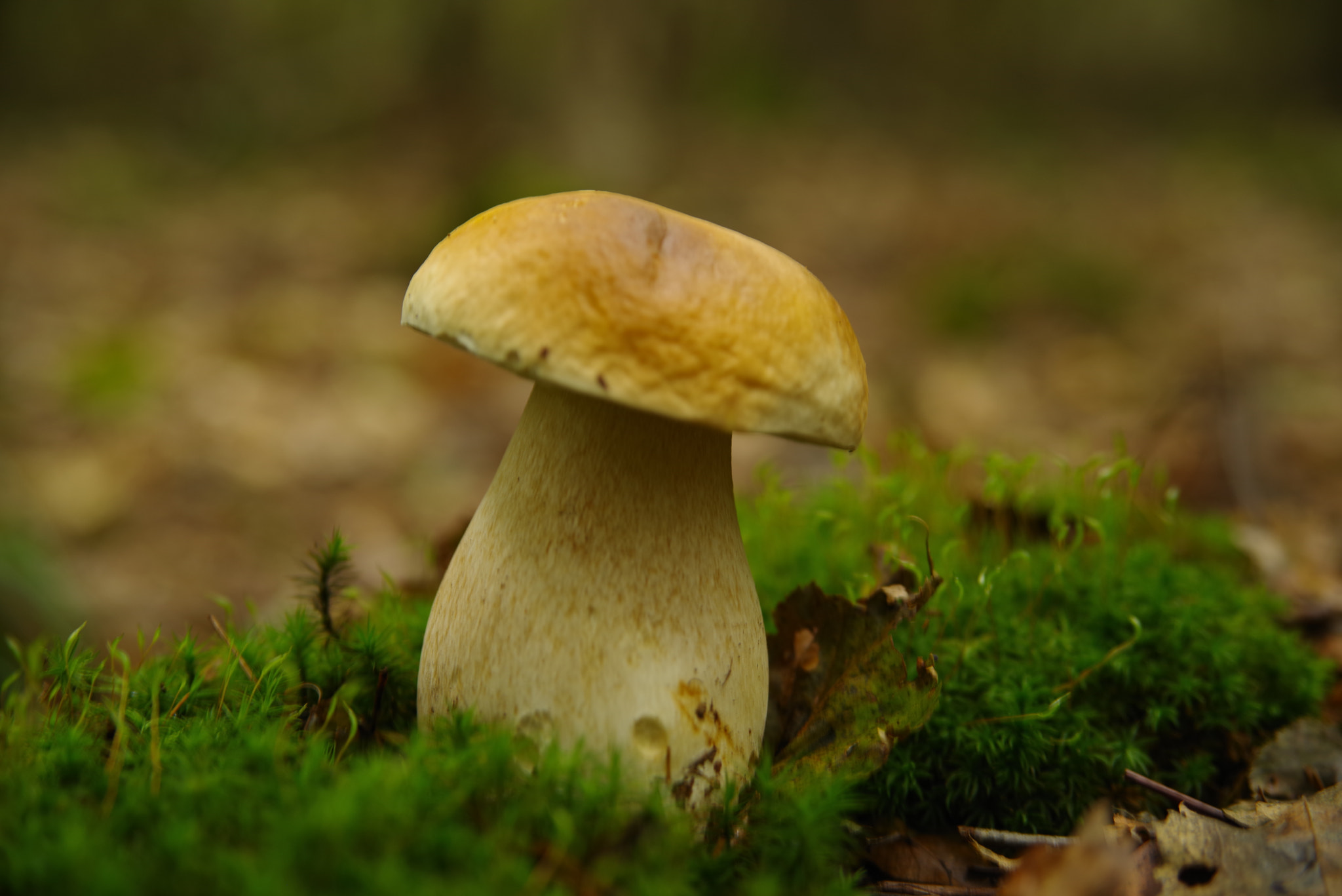 Pentax K-1 sample photo. Boletus reticulatus photography
