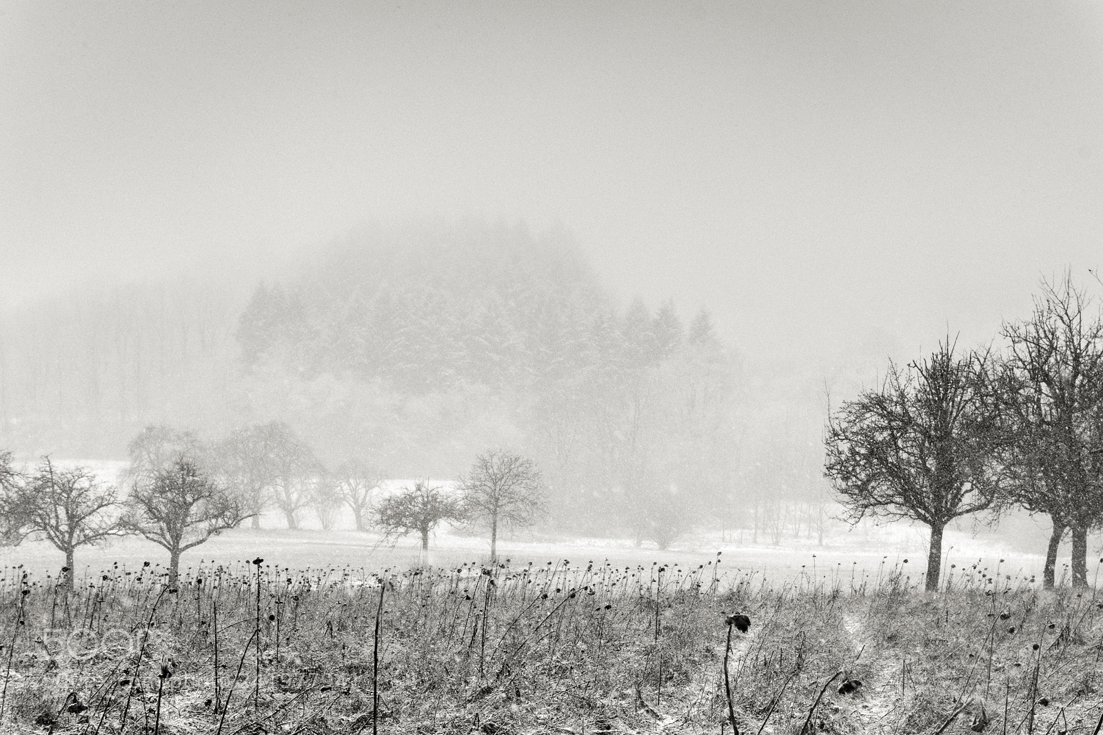 Nikon D7100 sample photo. Winter is coming photography