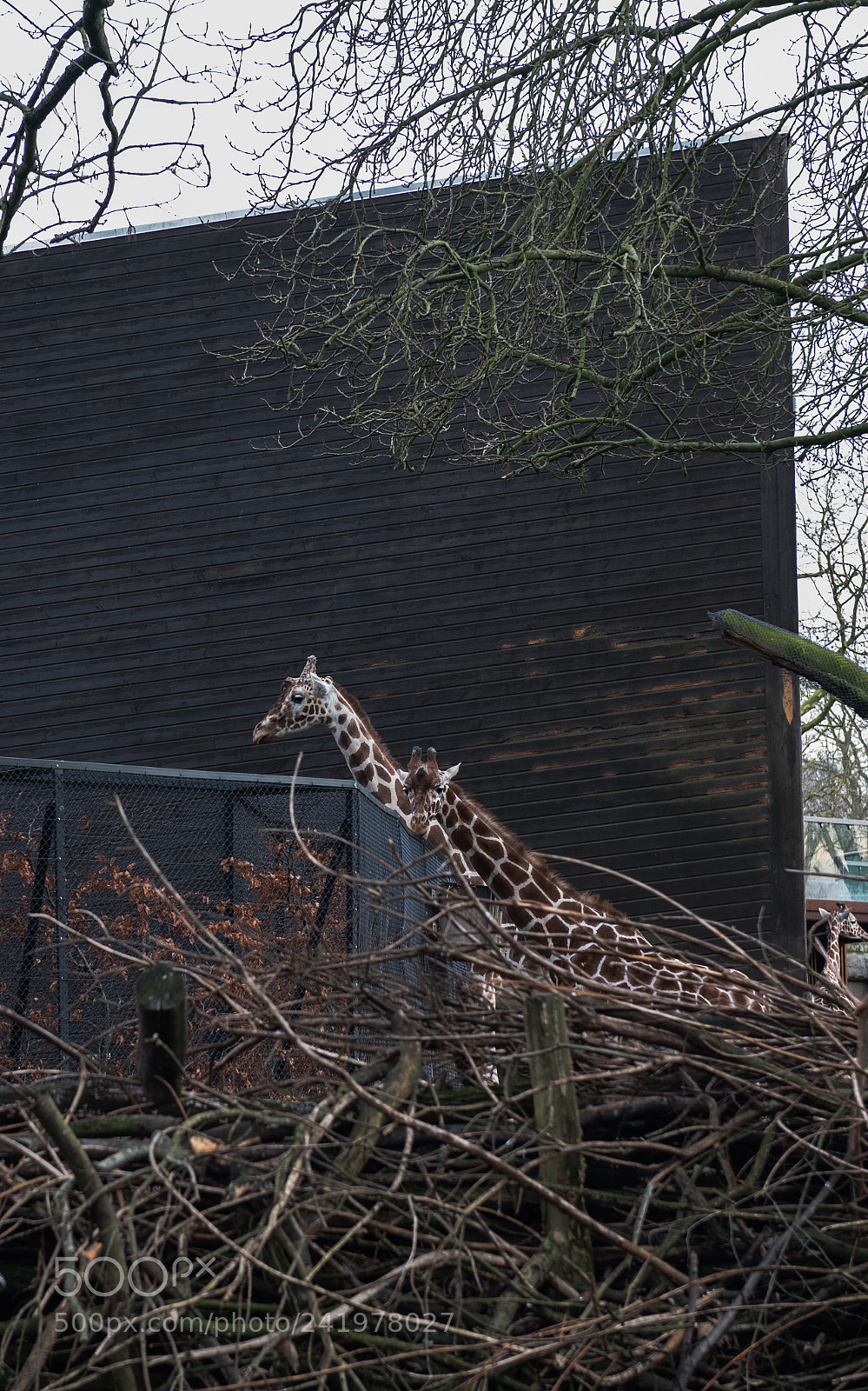 Nikon D810 sample photo. Zoo photography