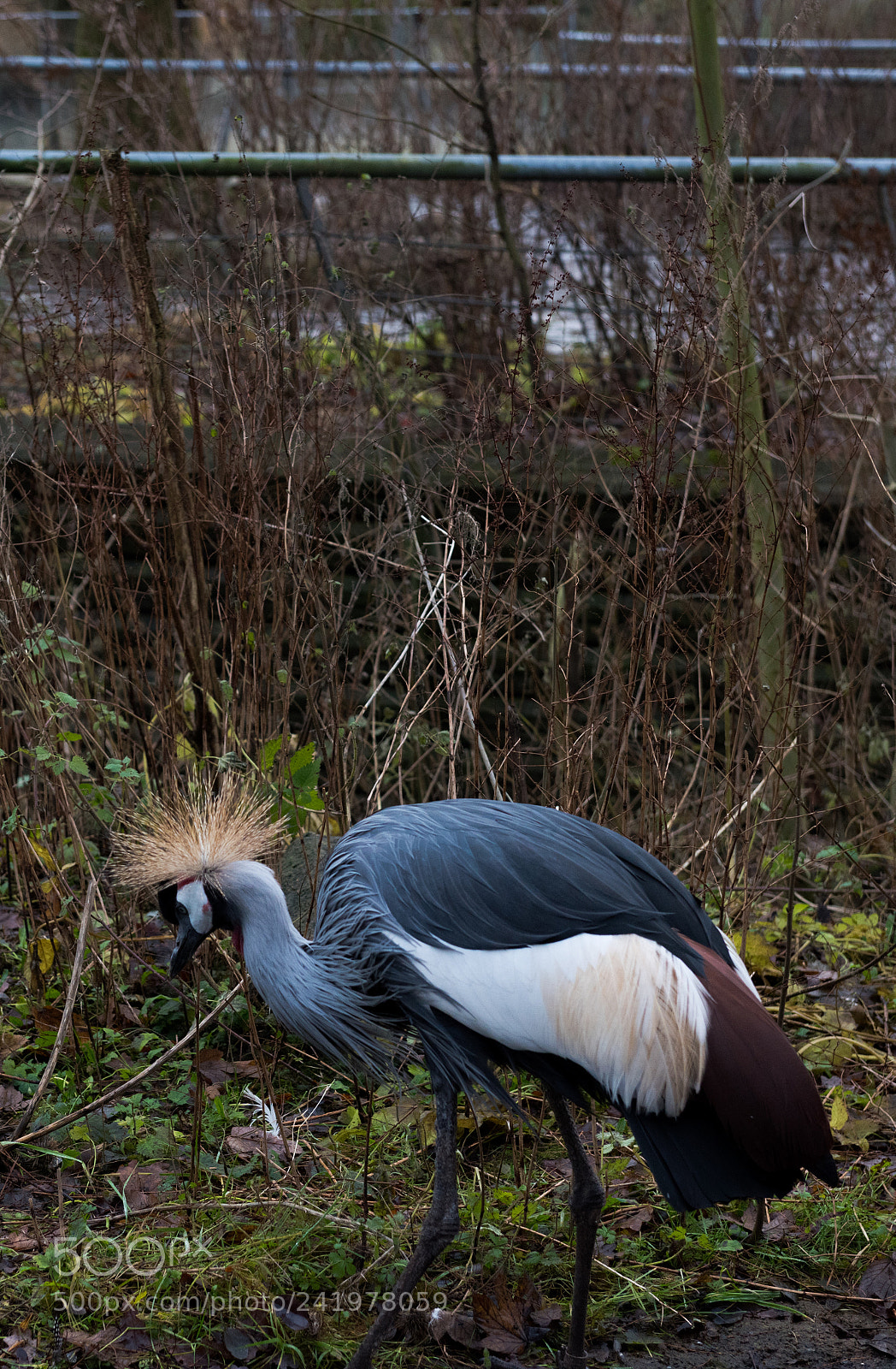 Nikon D810 sample photo. Zoo photography