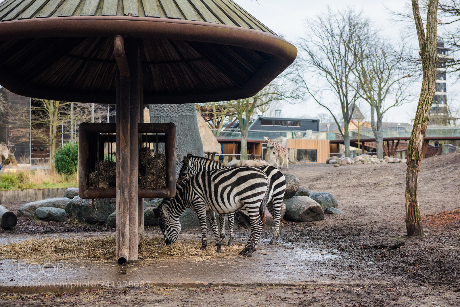 Nikon D810 sample photo. Zoo photography