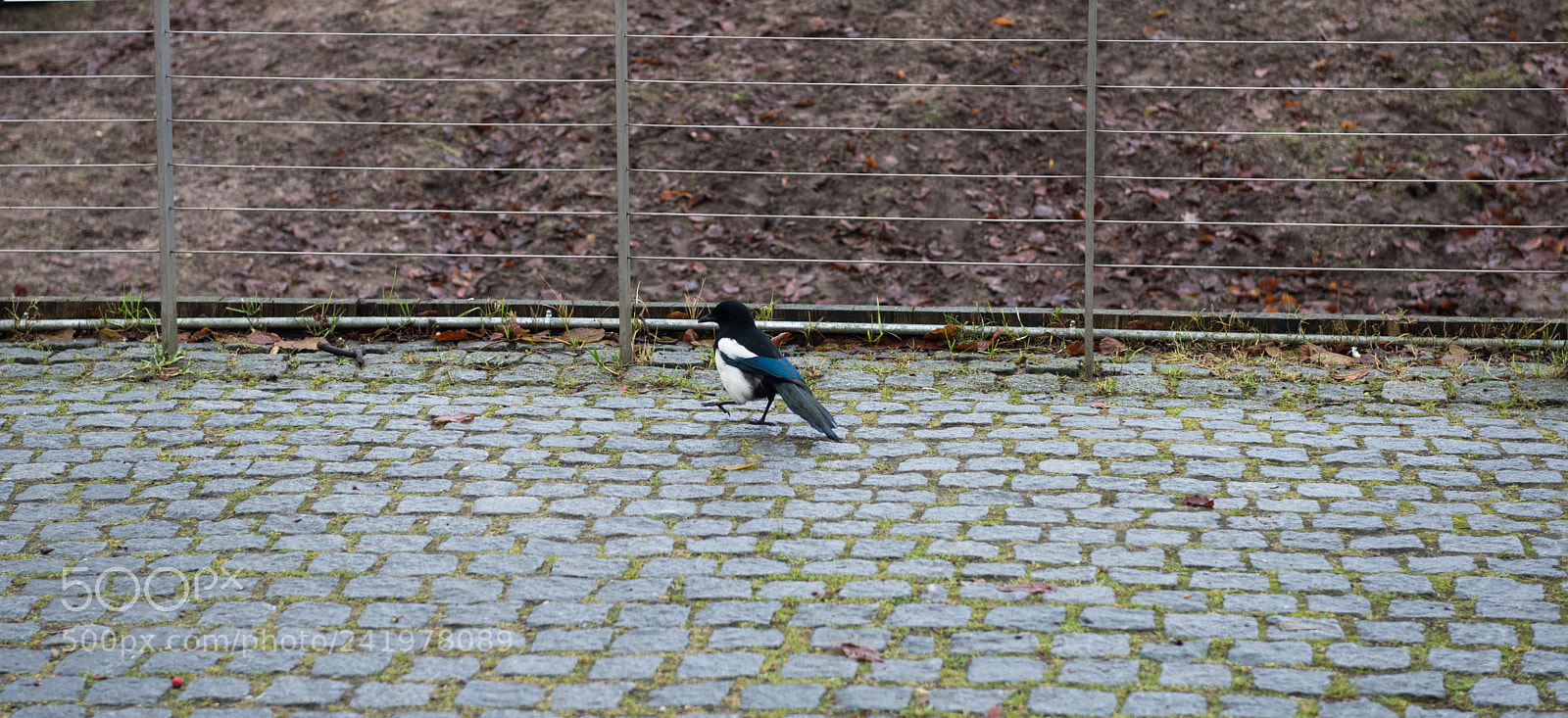 Nikon D810 sample photo. Zoo photography
