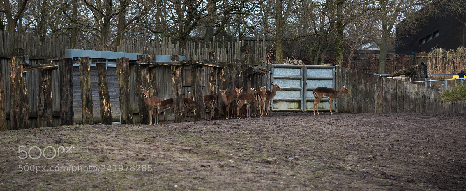 Nikon D810 sample photo. Zoo photography