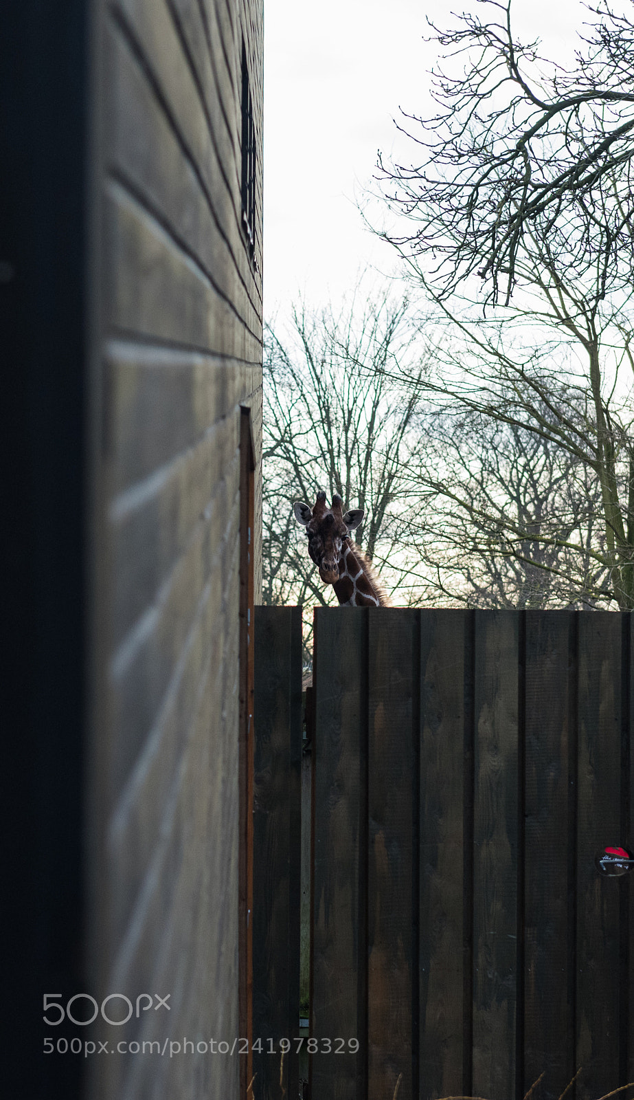Nikon D810 sample photo. Zoo photography