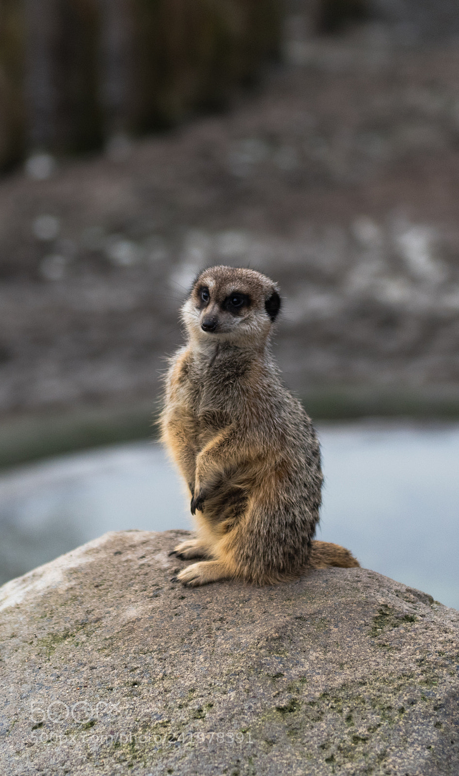 Nikon D810 sample photo. Zoo photography