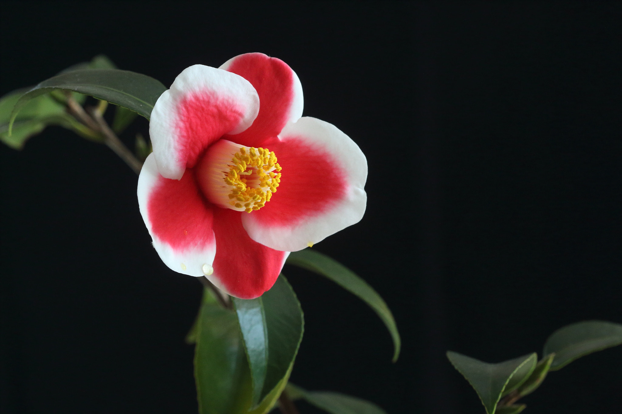 Canon EF 100mm F2.8 Macro USM sample photo. Camellia photography