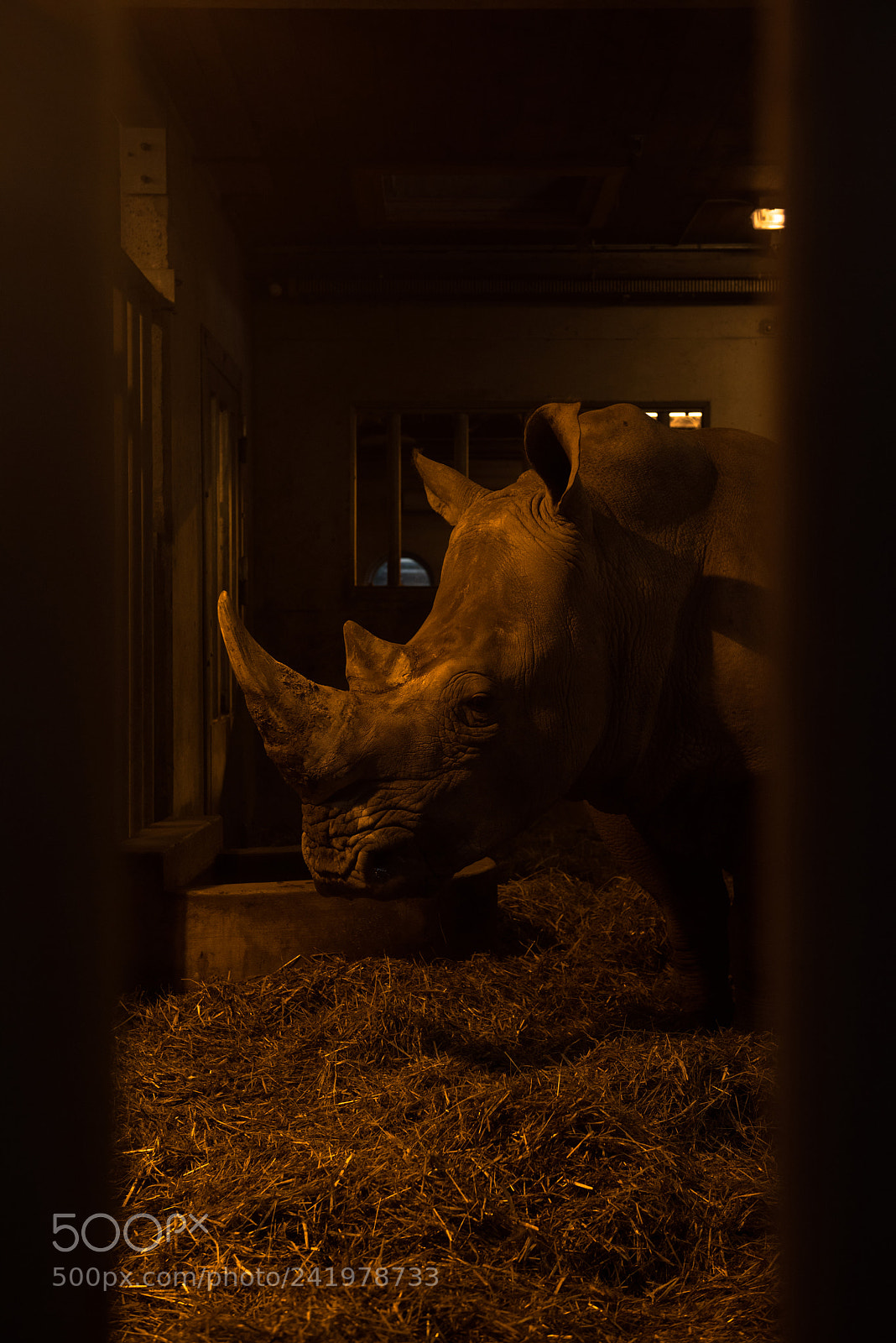 Nikon D810 sample photo. Zoo photography
