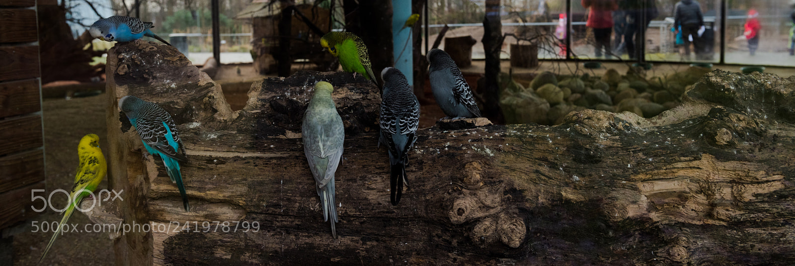 Nikon D810 sample photo. Zoo photography