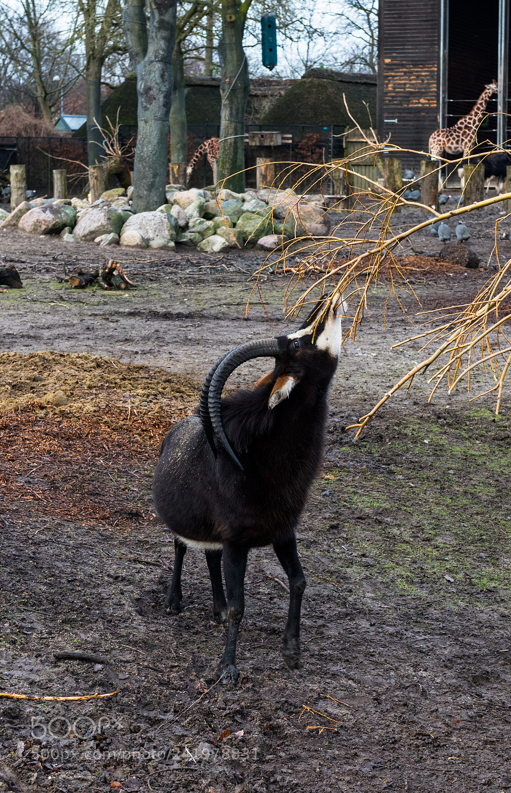 Nikon D810 sample photo. Zoo photography