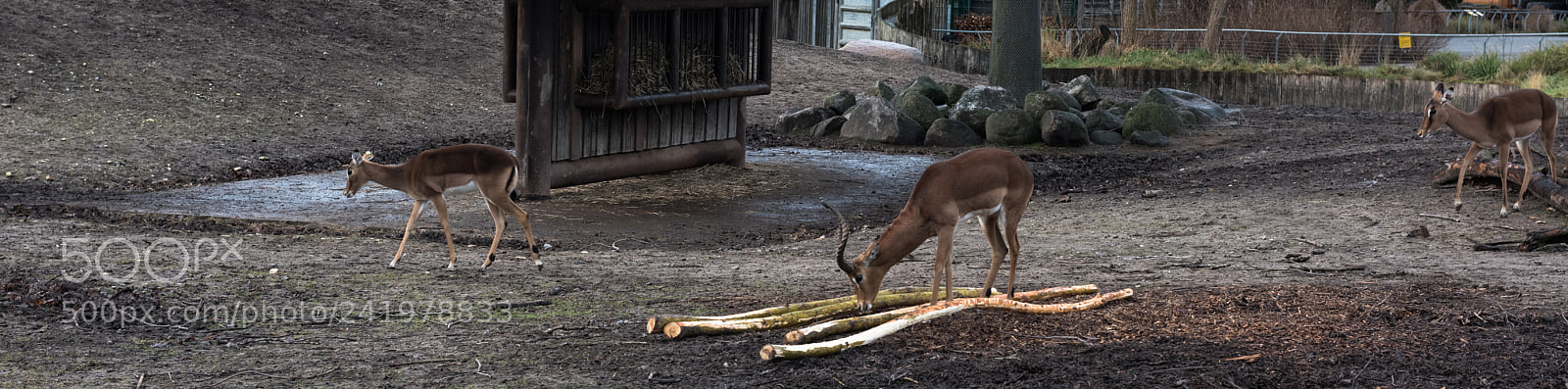 Nikon D810 sample photo. Zoo photography