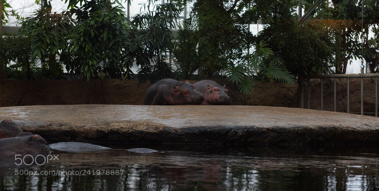Nikon D810 sample photo. Zoo photography
