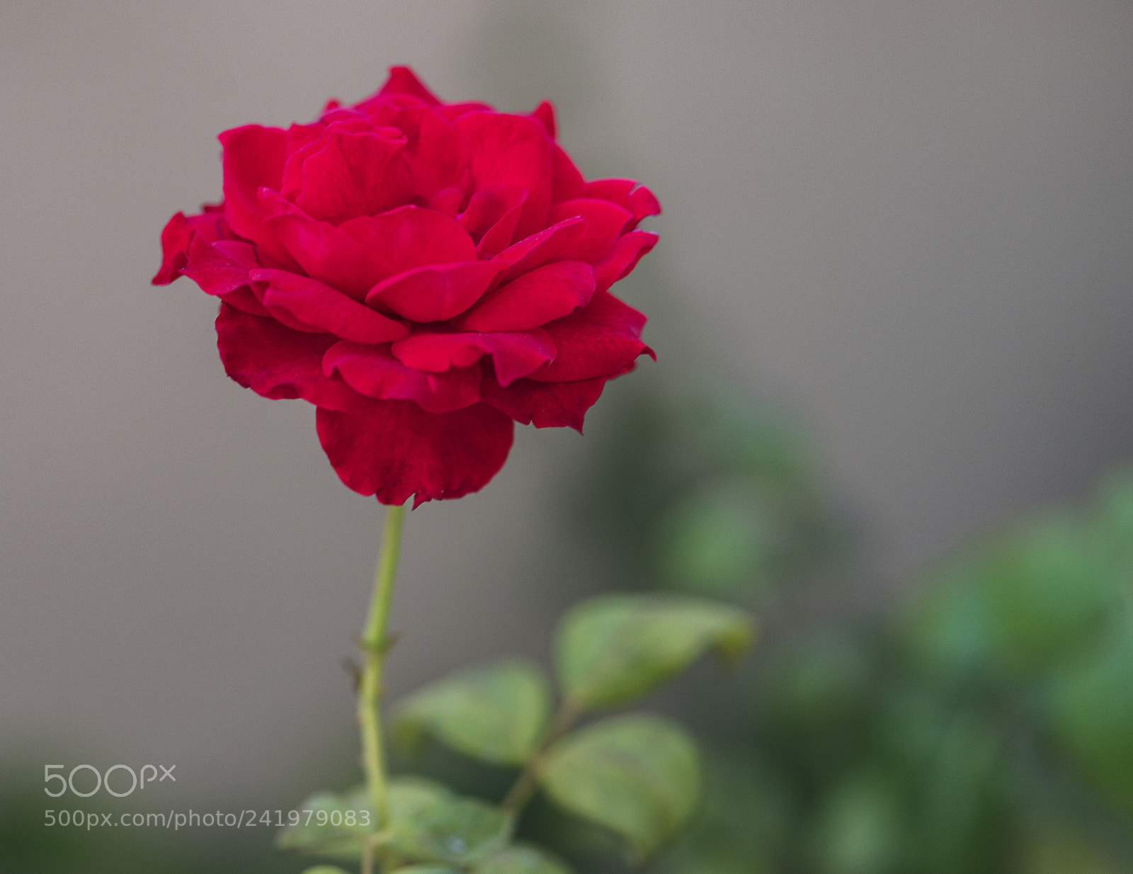 Nikon D5 sample photo. Rose for you! photography